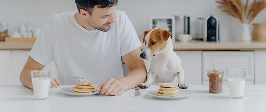 hypocalcémie chez le chien